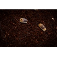 Cochinilla - Isopodo - cubaris jupiter